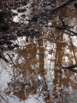 autumn brown dead leaves near lake surface water dreary reflections pond forest floor; essex; england; uk