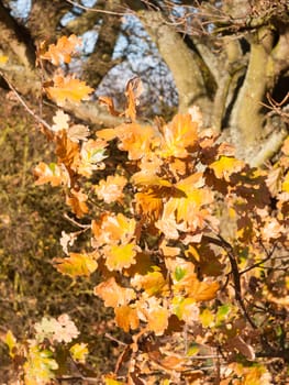 close up of yellow autumn leaves on branch of tree; essex; england; uk