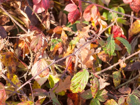 autumn background generic foliage red leaves spiky branch; essex; england; uk