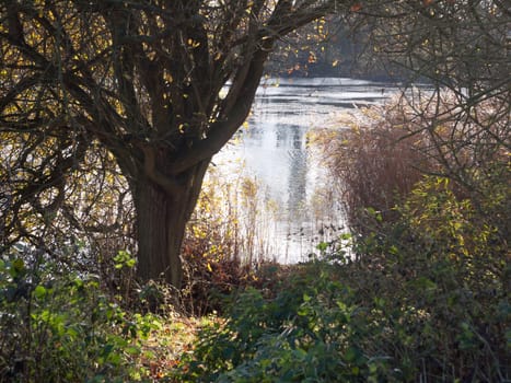lake scene in distance through tree and shrubs; essex; england; uk