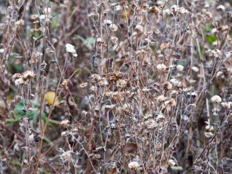 many dead flower heads in autumn shrub foliage; essex; england; uk