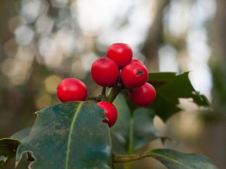 red holly berry bunch close up bokeh macro blur; essex; england; uk