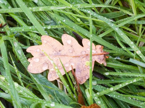 dead brown autumn dry oak leaf on the wet floor green grass; essex; england; uk