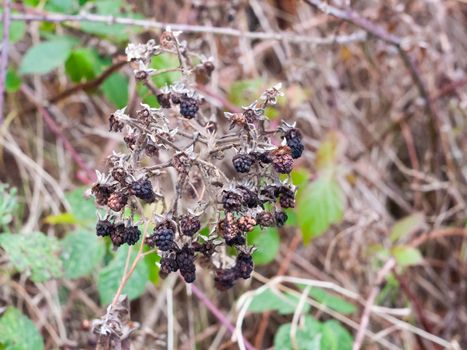 a bunch of dead head flower blackberries dried autumn weather brown and black; essex; england; uk