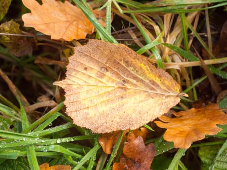 dead brown leaf autumn fallen on green grass background wet rain; essex; england; uk