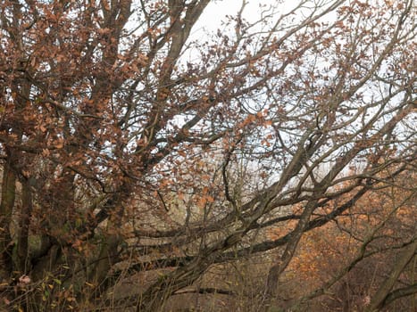 outstretched autumn tree branches with red leaves background forest; essex; england; uk