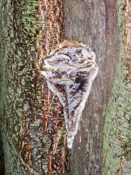 fossil attached outside to wooden bark of tree texture autumn; essex; england; uk