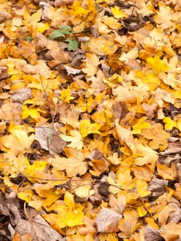 orange and yellow leaf floor background texture autumn foliage; essex; england; uk