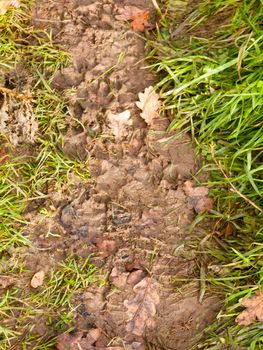 wet and muddy walkway path trek on floor with green grass and fallen autumn leaves; essex; england; uk