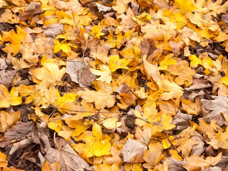 orange and yellow leaf floor background texture autumn foliage; essex; england; uk