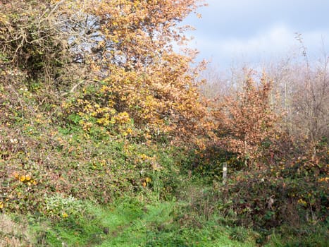 autumn yellow and green tree pathway through countryside forest walk; essex; england; uk
