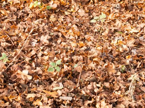 dead brown fallen autumn leaves background texture ground; essex; england; uk