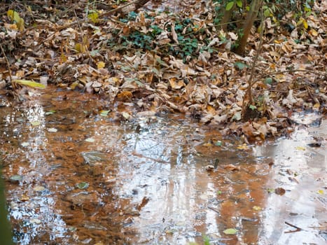 autumn brown dead leaves near lake surface water dreary reflections; essex; england; uk