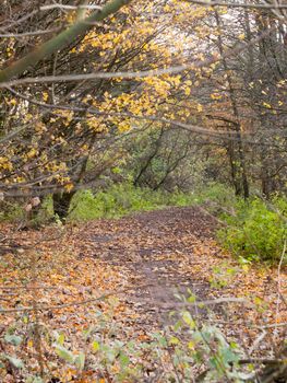 autumn forest path walkway through dark way yellow leaves ground; essex; england; uk