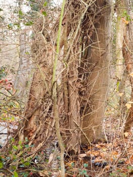 close up view of brown bare branches growing alongside bare tree trunk autumn forest; essex; england; uk