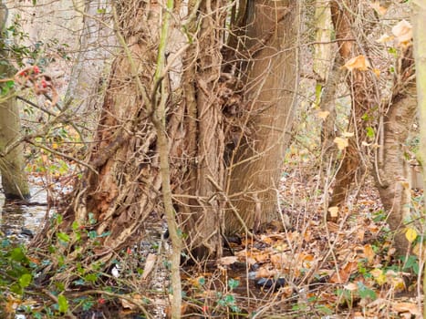 close up view of brown bare branches growing alongside bare tree trunk autumn forest; essex; england; uk