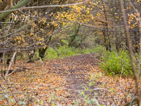 autumn forest path walkway through dark way yellow leaves ground; essex; england; uk