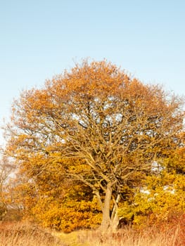 yellow autumn tree leaves background texture branches trunk; essex; england; uk