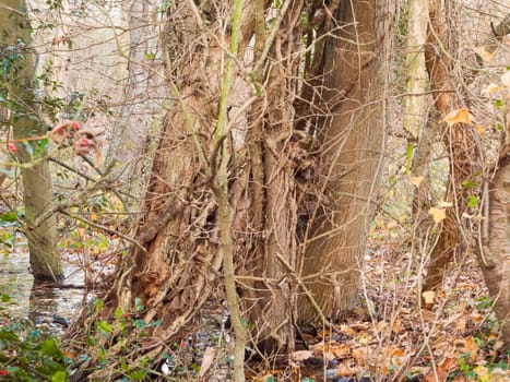 close up view of brown bare branches growing alongside bare tree trunk autumn forest; essex; england; uk