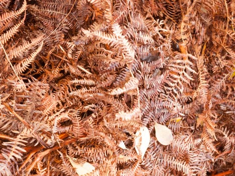 brown dead dry fern leaves on forest floor background texture season; essex; england; uk