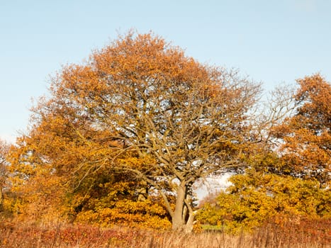 yellow autumn tree leaves background texture branches trunk; essex; england; uk