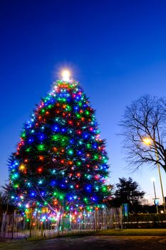 Colorful lights on a real outdoot Christmas tree.