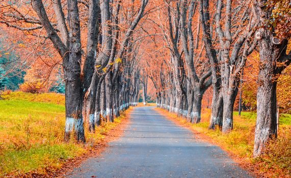 Autumn journey full of colorful leaves.