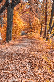 Autumn journey full of colorful leaves.