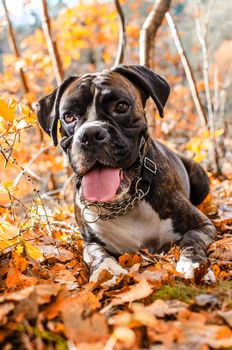 Dog boxer in colorful autumn leaves.