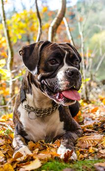 Dog boxer in colorful autumn leaves.