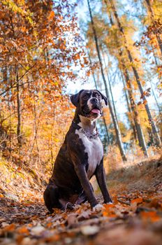 Dog boxer in colorful autumn leaves.