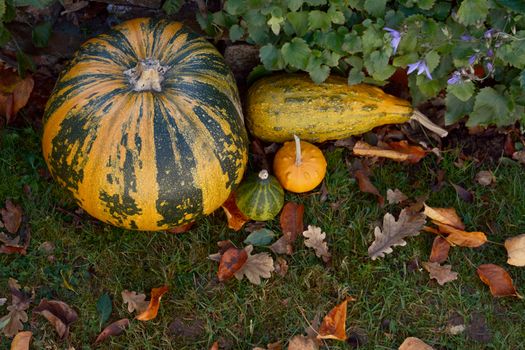 Large pumpkin and mixed ornamental gourds with autumn leaves in a garden - copy space on grass