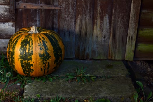 Large orange and green striped pumpkin sits on a stone step by a weathered wooden door