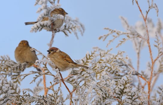 Little Sparrows on pine tree branch in winter