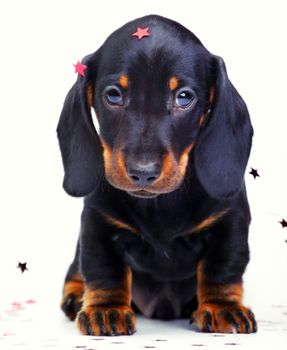 Dachshund dog new year postcard studio quality