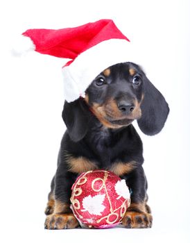 Happy new year 
christmas
puppy
ball hat studio