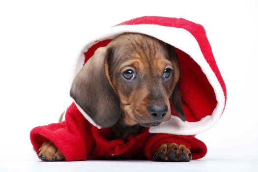 Dachshund dog new year postcard studio quality