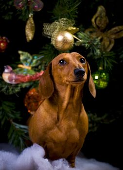 Dachshund dog new year postcard studio quality