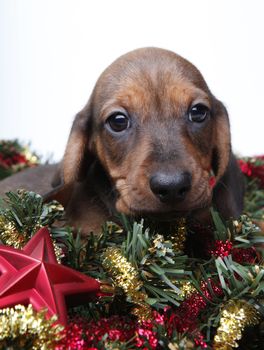 Dachshund dog new year postcard studio quality