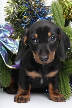 Dachshund dog new year postcard studio quality