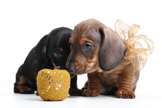 Dachhunds with toy in studio