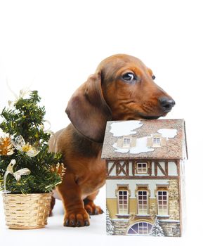 Dachshund dog new year postcard studio quality