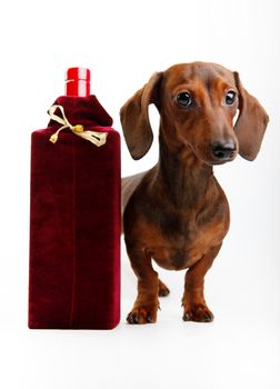 Dachshund dog new year postcard studio quality