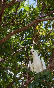 Cockatoo in Victoria Park in Dubbo New South Wales Australia