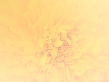 Closeup marigold flower for use as background