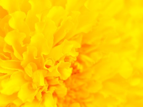 Closeup marigold flower for use as background