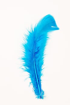 Soft blue feather on a white background.