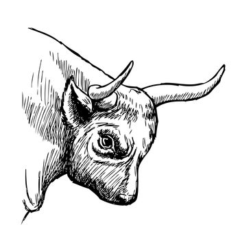 hand drawn illustration of bull on white background