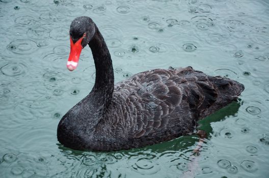 cute Black Swan in the pond