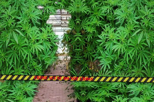 Illegal marijuana plantation with police barrier with inscription in English Crime Scene do not cross.